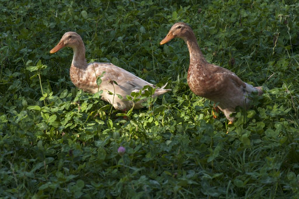 Agroturistika kozí farma Rožnov pod Radhoštěm Exterior foto